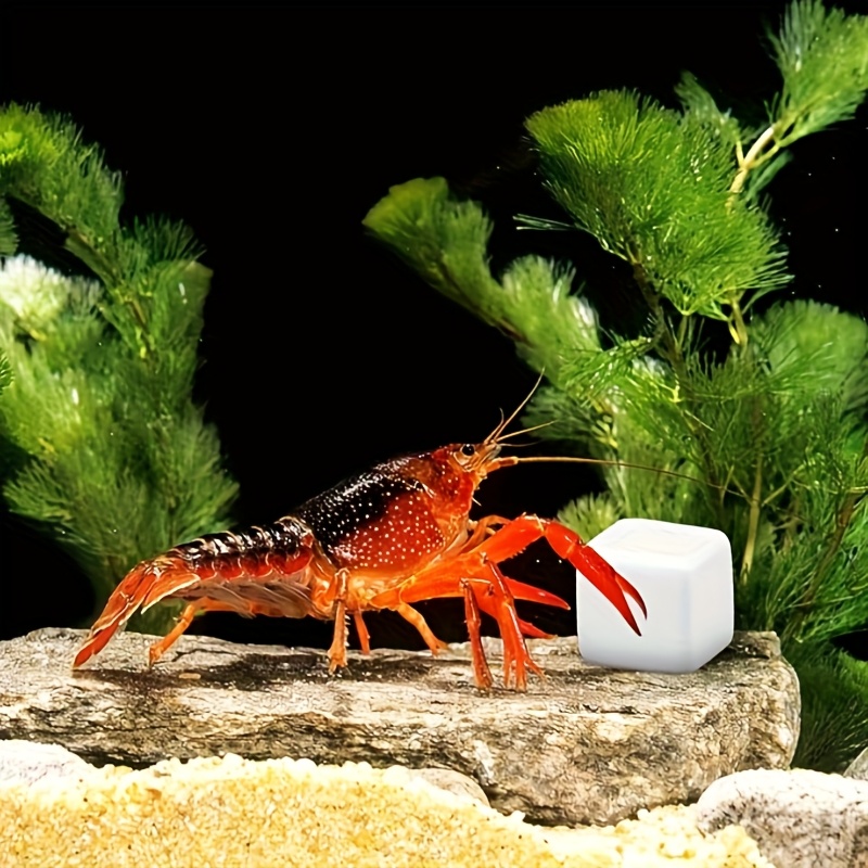 6 Pcs Fish Tank Calcium Block  - Aquarium Plant Live avis et prix