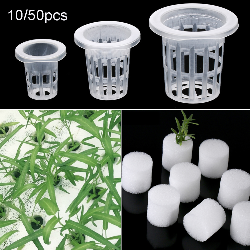 10/50pcs Garden Supplies Plant - Aquarium Plant Seeds avis et prix
